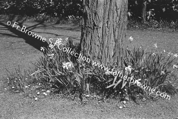 ST EDMONDSBURY HOSPITAL GROUNDS